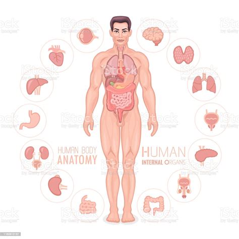human anatomy vector male body stock illustration download image now