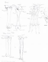 Hindlimb Canine Bones Forelimb Osteology Chuck Pelvic Pm Posted sketch template
