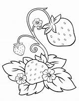 Strawberry Coloringpagesfortoddlers sketch template
