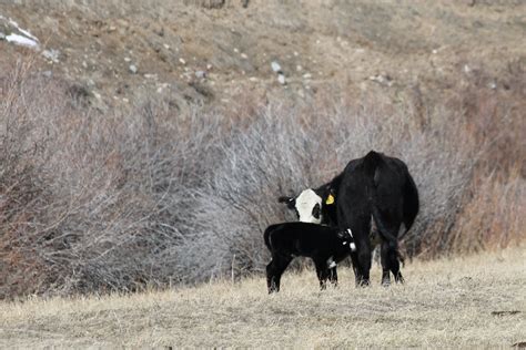 calving season   ranch