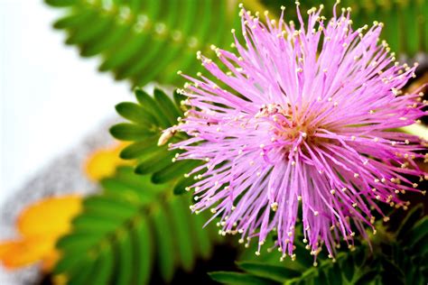 mimose als pflanze ihre pflege schoener wohnen