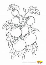 Kolorowanki Warzywa Dla Druku Pomidory Kolorowanka Owoce Pomidor Miastodzieci Mamy Shopkins Kwiaty Kolorowanie Malowanka sketch template