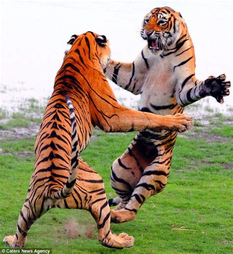 giant tigers show   fighting skills   clash  india