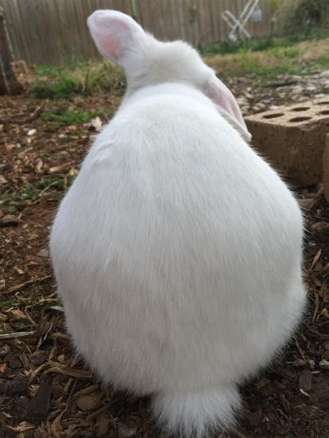 Important Announcement Look At The Bunny Butt Rabbits