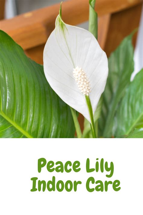 peace lily indoor care indoor plant center