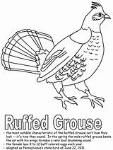 Grouse Ruffed sketch template