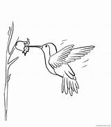 Coloring4free Hummingbird sketch template