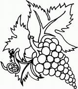 Uvas Cacho Colorido Fruta sketch template