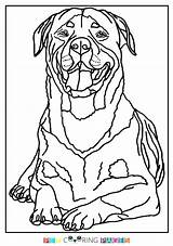 Rottweiler Coloring Pages Getdrawings Color Printable Getcolorings Print sketch template