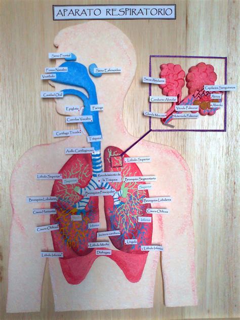 sistema respiratorio anatomia  fisiologia humana trabalho de formatura