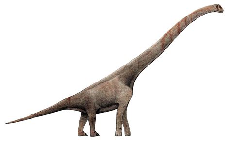 pictures  profiles  sauropod dinosaurs