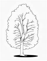 Tree Arbre Baum Coloriages Imprimer Peuplier Malvorlagen Pino álamo Alamo Ausmalbilder Wurzeln Frais árboles Dibujo Gratis Bestcoloringpagesforkids Dessins sketch template