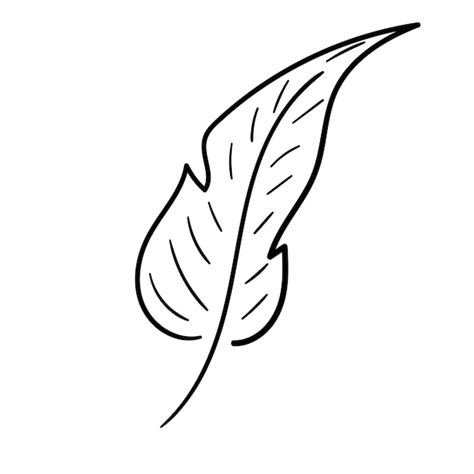 premium vector hand drawn leaf doodle  palm leaf icon sketch