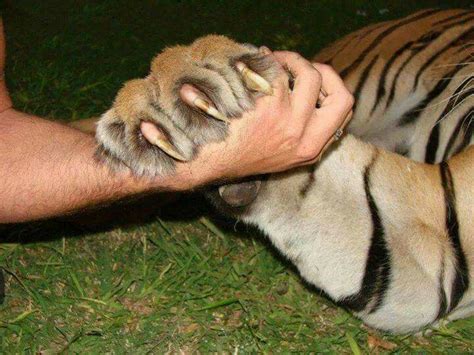 tiger claws clemson football clemson tigers tiger claw