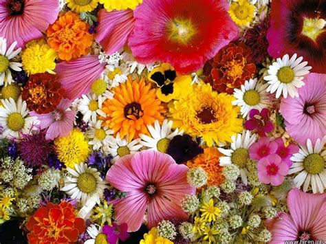 seleccion de flores bonitas  decorar los interiores jardineria