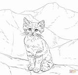 Coloring Cat Pages Kitten Sand Realistic Drawing Wild Printable Kittens Cats Color Print Dot sketch template
