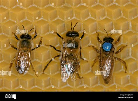 honey bee apis mellifera worker left drone centre  queen stock photo royalty  image