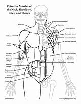 Coloring Muscles Thorax Chest Neck Anatomy sketch template