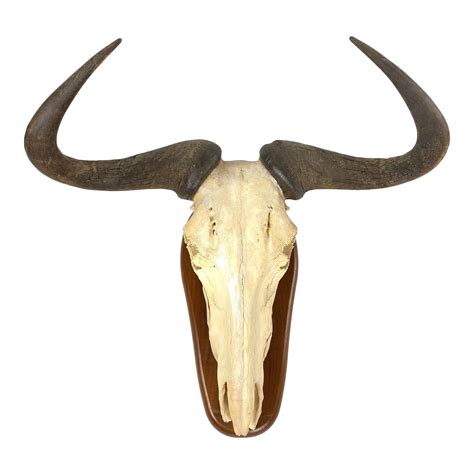 mounted vintage wildebeest skull chairish wildebeest blue