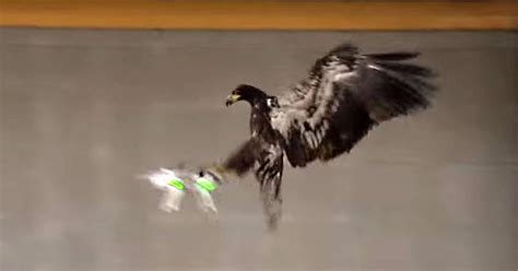 eagles    trained    drones