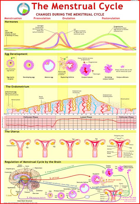 menstrual cycle chart at rs 150 piece s मानव के फिजियोलॉजी चार्ट