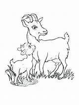 Goat Coloring Pages Cute Baby Boer Billy Goats Drawing Printable Getcolorings Color Mountain Getdrawings Three Colorings Print sketch template