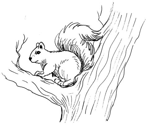 coloring page   squirrel coloring pages