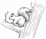 Squirrel Coloring Pages Kids Printable Animal sketch template