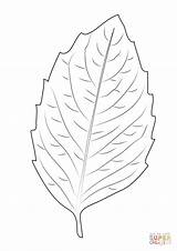 Birch Leaf Template Tree Coloring sketch template
