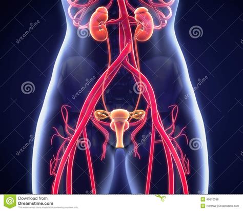 Female Urogenital Anatomy Stock Illustration Image 49610038