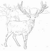 Coloring Hunting Pages Elk Bow Getcolorings Pag Getdrawings Deer sketch template