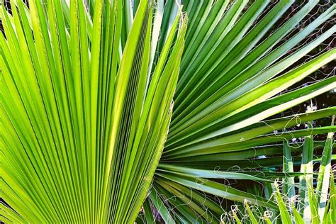 fast  windmill palm trees grow gardening dream