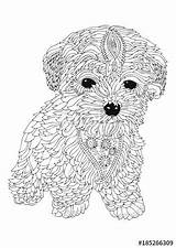 Coloring Pages Dog Adult Bichon Puppy Frise Book Dogs Doodle Golden Sketch Drawn Blank Illustration Mandala Adults Animal Mandalas Printable sketch template