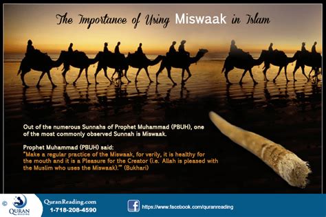 Benefits Of Using Miswak As The Natural Toothpaste