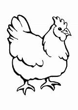 Poule Ayam Coloriages Hugolescargot Ferme Colorier Poulailler Indah Bayi Pâques sketch template