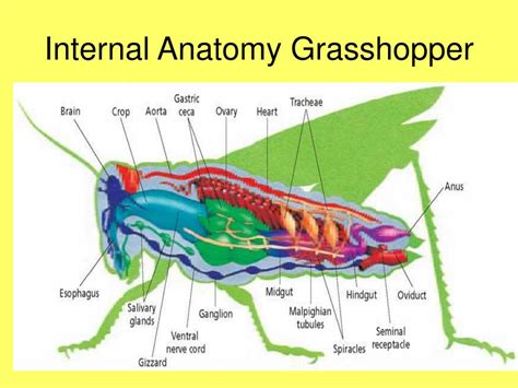grashopper carapace grasshopper diagram diagram quizlet donna hollinger  galleries