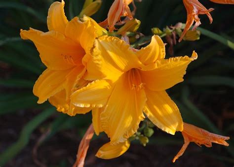 yellow  orange marc flickr
