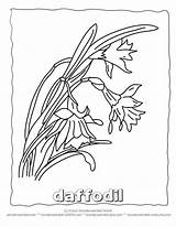 Daffodils Daffodil Wonderweirded Wildlife sketch template