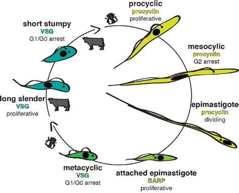 the parasite cycle of trypanosoma brucei the major mammalian
