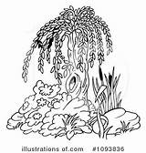 Willow Tree Clipart Illustration Royalty Template sketch template