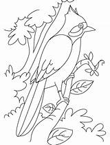 Nightingale Coloring Perched Branch Clipart Library Drawing Pages Clip Hummingbird Sheets sketch template