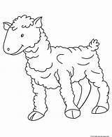 Sheep Coloring Pages Kids Printable Print Baby Farm sketch template