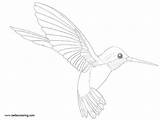 Pages Hummingbird Coloirng Small Kids Printable Coloring sketch template