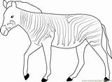 Zebra Coloring Strutting Pages Coloringpages101 sketch template