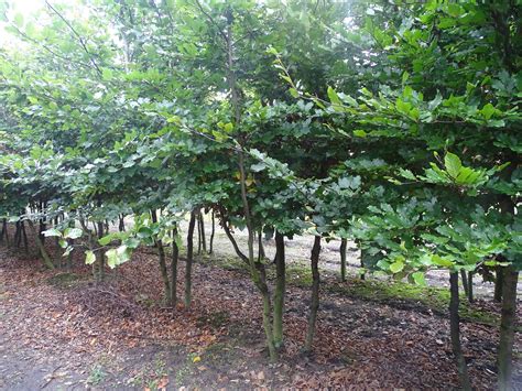 fagus sylvatica meerstammige boom beukenhaag royal hedge
