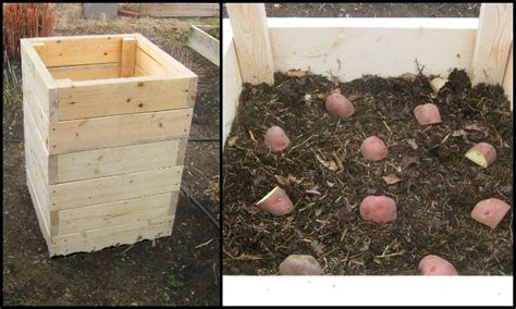 build  spud box  grow potatoes   square feet diy