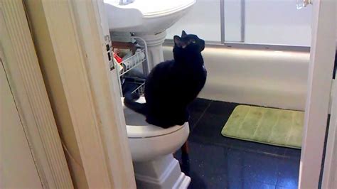 cat peeing in toilet perfect pee stance toilet training perfection youtube