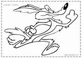 Runner Wile Looney Coyote Tunes Roadrunner Colorat Desene Animate Alearga Planse Printablecolouringpages sketch template