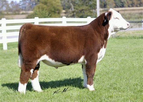 march bull calf monoploy xbeasley purebred hereford donor lautner farms