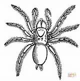 Spinne Ausmalbilder Ausmalbild sketch template
